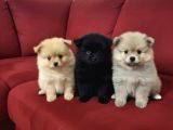 Pomeranian Yavruları