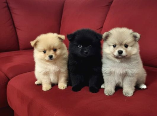 Pomeranian Yavruları görsel