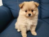 Pomeranian Yavruları