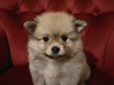 Pomeranian Yavruları