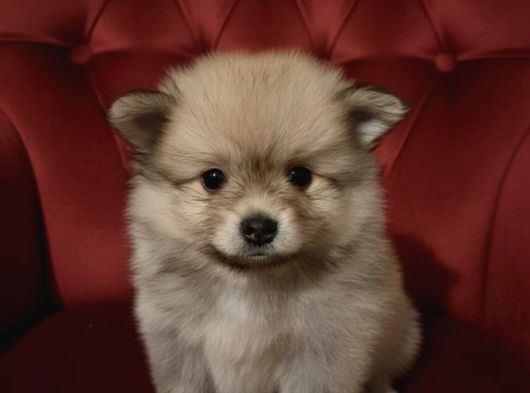 Pomeranian Yavruları görsel