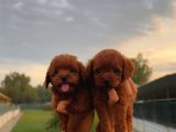 Kore Poodle Yavrumuz