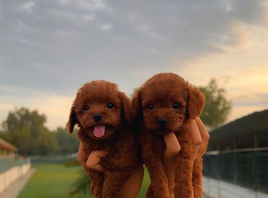 Kore Poodle Yavrumuz görsel