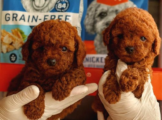 Kore Poodle Yavrumuz görsel