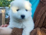 Samoyed Yavrularımız Mama Ve Malzeme Kampanyalı