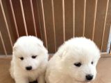 Samoyed Yavrularımız Mama Ve Malzeme Kampanyalı