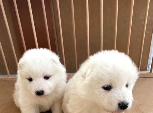 Samoyed Yavrularımız Mama Ve Malzeme Kampanyalı görsel