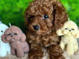 Orjinal Toy Poodle Yavrular