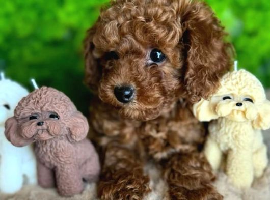 Orjinal Toy Poodle Yavrular görsel