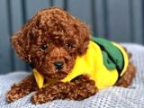 Orjinal Toy Poodle Yavrular