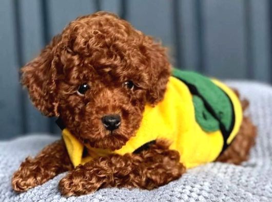 Orjinal Toy Poodle Yavrular görsel