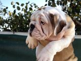 A Kalite Sağlık Ve Irk Garantili Ingiliz Bulldog Yavrularım