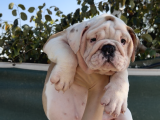 A Kalite Sağlık Ve Irk Garantili Ingiliz Bulldog Yavrularım