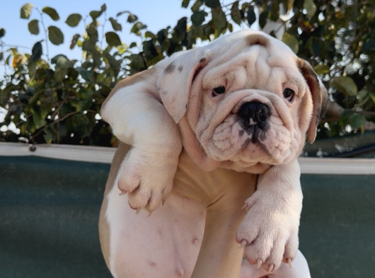 A Kalite Sağlık Ve Irk Garantili Ingiliz Bulldog Yavrularım görsel