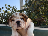 A Kalite Sağlık Ve Irk Garantili Ingiliz Bulldog Yavrularım
