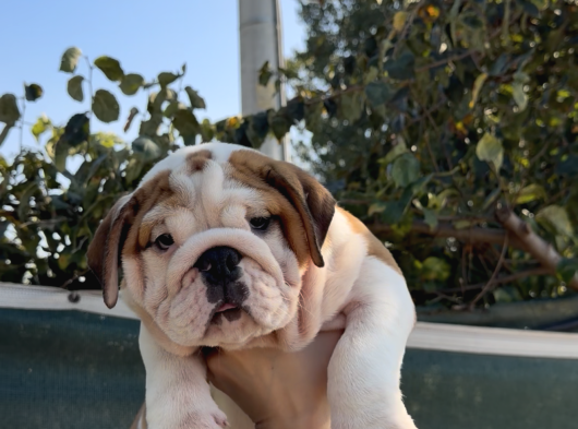 A Kalite Sağlık Ve Irk Garantili Ingiliz Bulldog Yavrularım görsel