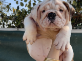 A kalite sağlık ve ırk garantili ingiliz bulldog yavrularım