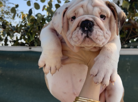 A Kalite Sağlık Ve Irk Garantili Ingiliz Bulldog Yavrularım