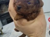Toy Poodle