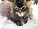 En Iddalı Profil Maine Coon