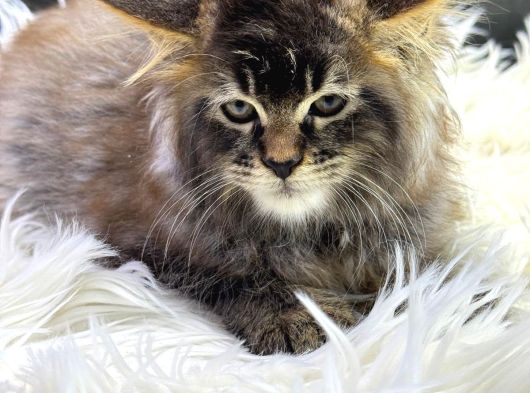 En Iddalı Profil Maine Coon görsel