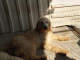 Dev Poodle Safkan Orcınal