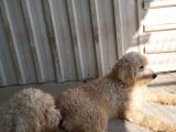 Dev Poodle Safkan Orcınal
