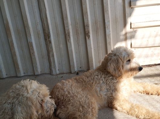 Dev Poodle Safkan Orcınal görsel