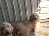 Dev Poodle Safkan Orcınal