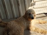 Dev Poodle Safkan Orcınal