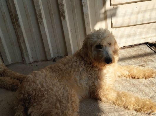 Dev Poodle Safkan Orcınal görsel