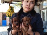 Red Kore Mıkro Toy Poodle