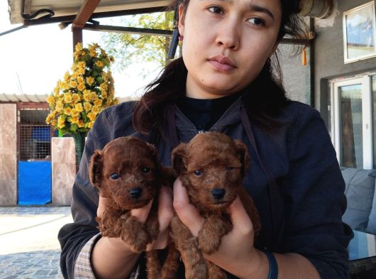Red Kore Mıkro Toy Poodle görsel
