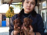 Red Kore Mıkro Toy Poodle