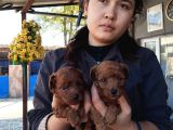 Red Kore Mıkro Toy Poodle