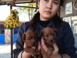 Red Kore Mıkro Toy Poodle