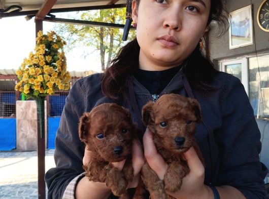 Red Kore Mıkro Toy Poodle görsel