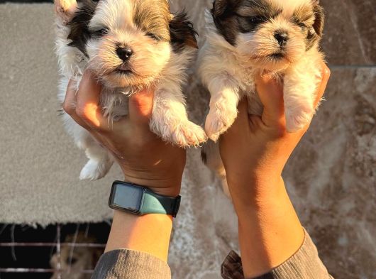 Şhıh Tzu Yavrularımız görsel