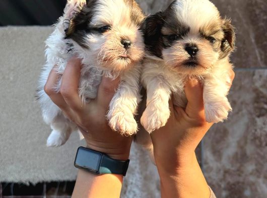 Şhıh Tzu Yavrularımız görsel