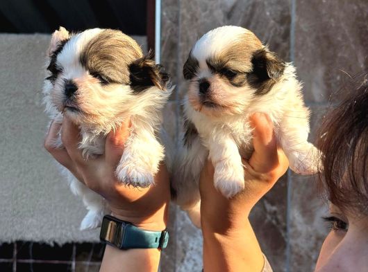 Şhıh Tzu Yavrularımız görsel