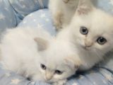 Tatlimi Tatli Kalici Mavi̇ Göz Bri̇ti̇sh Yavrularimiz