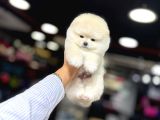 Ayı Surat Pomeranian Boo Yavrum Sizlerle