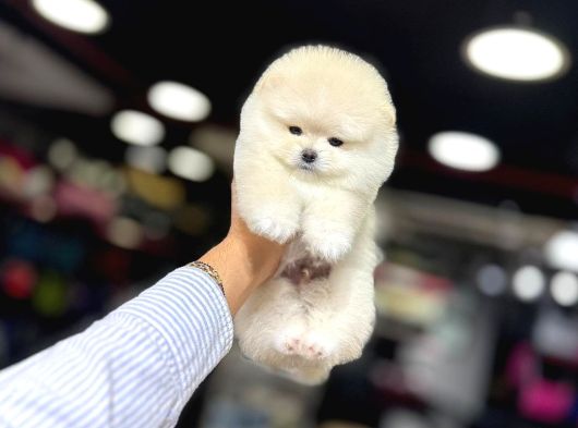 Ayı Surat Pomeranian Boo Yavrum Sizlerle görsel