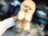 Ayı Surat Pomeranian BOO Yavrum Sizlerle