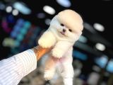 Ayı Surat Pomeranian Boo Yavrum Sizlerle
