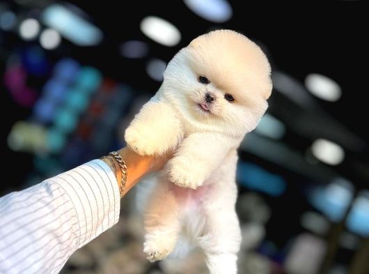 Ayı Surat Pomeranian Boo Yavrum Sizlerle görsel