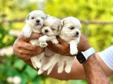 Orji̇nal Korea Teacup Maltese Bebekleri̇mi̇z