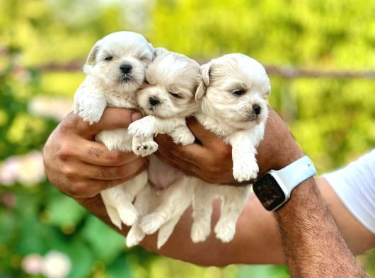 Orji̇nal Korea Teacup Maltese Bebekleri̇mi̇z görsel