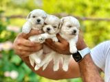 ORJİNAL KOREA TEACUP MALTESE BEBEKLERİMİZ