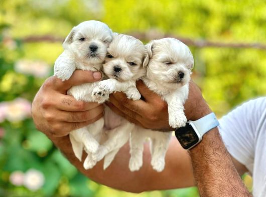 Orji̇nal Korea Teacup Maltese Bebekleri̇mi̇z